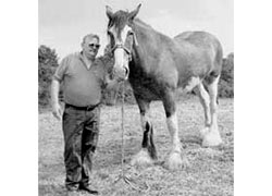 HAPPY ENDING TO HORSE DRAMA