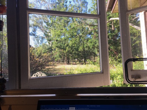 The view from Melissa's window