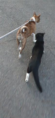 That woman who walks both her dog and cat