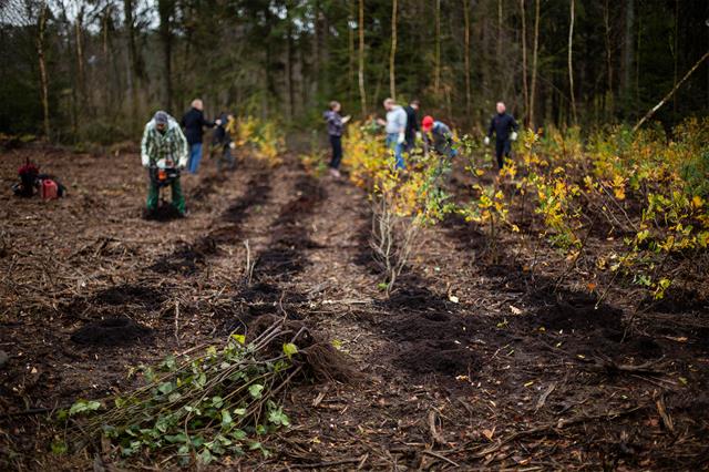 Still planted 1,000 trees