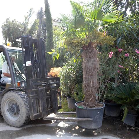 Potted plants handling with fork positioner, or transported on a wooden pallet.