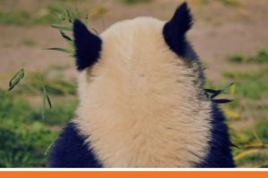 Did you read the one about the forklift and the giant panda?