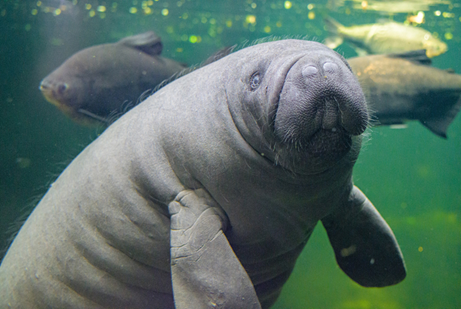 Easy does it! Two manatees take a trip to Duisburg Zoo