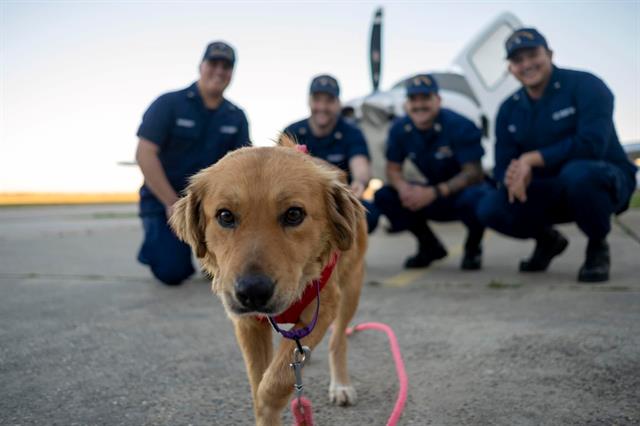 Container dog becomes internet sensation