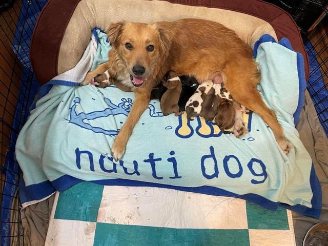 Connie the container dog dies