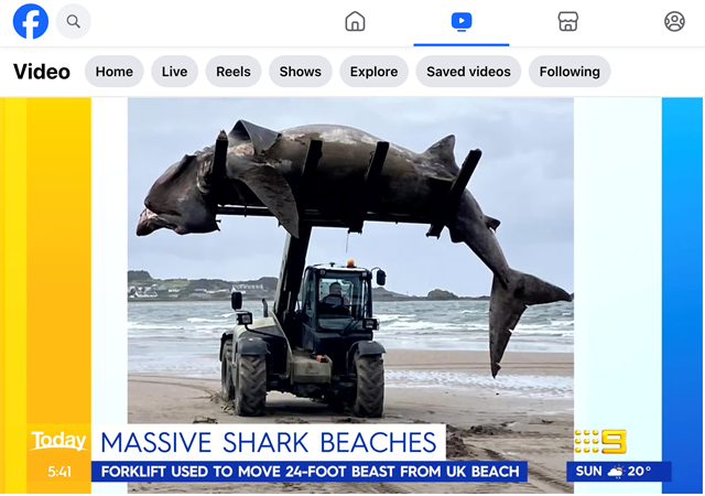Telehandler finds fame as shark remover