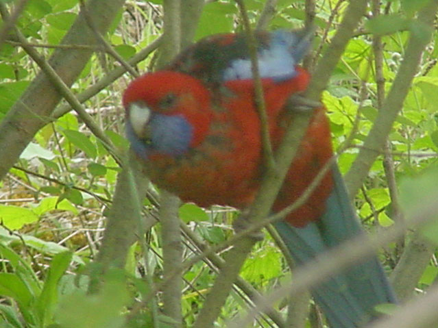 The parrot spotted in JCB's headquarters.