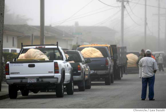 Pumpkins lay in the backs of trucks at the start of the competition./ Chronicle photo by Lea Suzuki