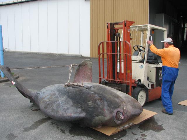 Forklift used to carry sunfish/ photo taken by Department of Conservation.