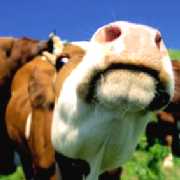 FORKLIFT TO THE RESCUE FOR STRANDED BOVINE