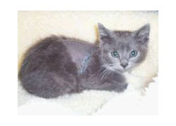 Milagro, the four-month-old kitten.